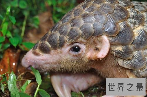 世界上最大的穿山甲，八十斤的庞然大物