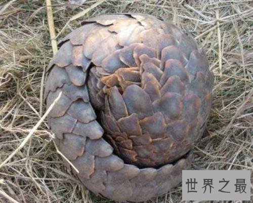 世界上最大的穿山甲，八十斤的庞然大物