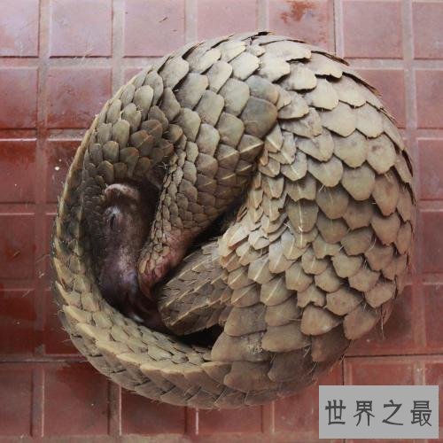 世界上最大的穿山甲，八十斤的庞然大物