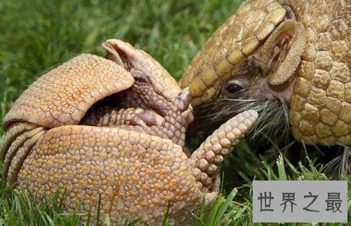 世界上最大的穿山甲，八十斤的庞然大物