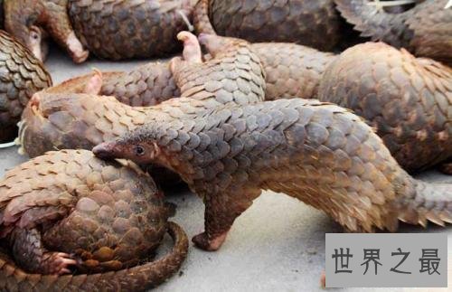 世界上最大的穿山甲，八十斤的庞然大物