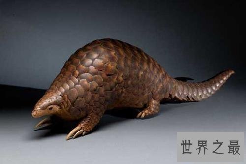 世界上最大的穿山甲，八十斤的庞然大物