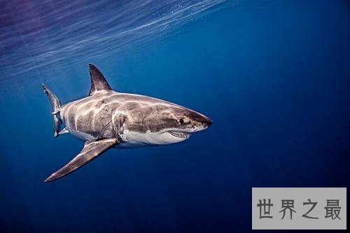 世界上最恐怖的动物TOP10，长相奇特危害巨大