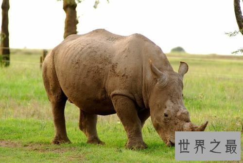 世界上最恐怖的动物TOP10，长相奇特危害巨大