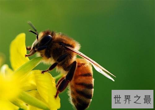 世界上最恐怖的动物TOP10，长相奇特危害巨大