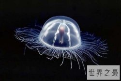 世界上最恐怖的动物TOP10，长相奇特危害巨大