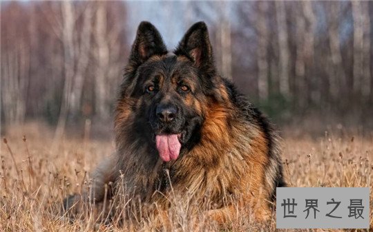 十大最凶猛的狗，杀神比特犬不怕疼痛