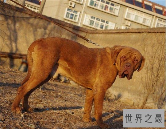 十大最凶猛的狗，杀神比特犬不怕疼痛