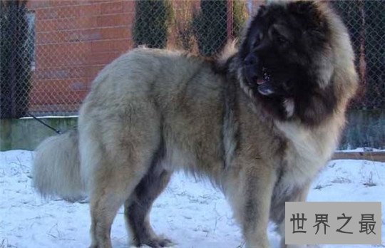 十大最凶猛的狗，杀神比特犬不怕疼痛