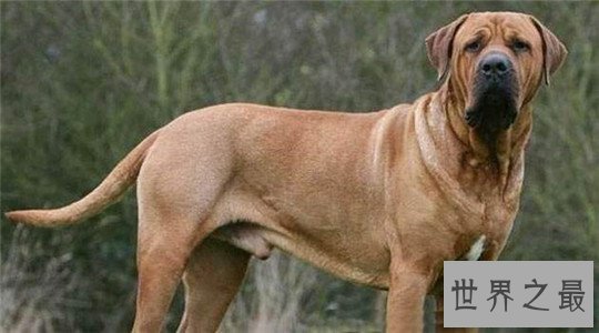 十大最凶猛的狗，杀神比特犬不怕疼痛