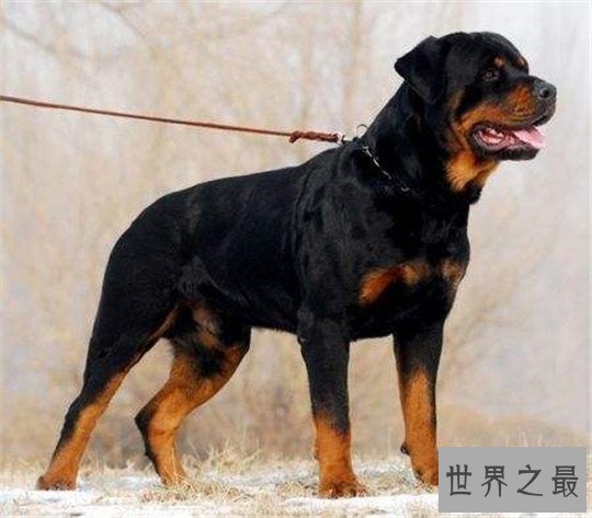 十大最凶猛的狗，杀神比特犬不怕疼痛