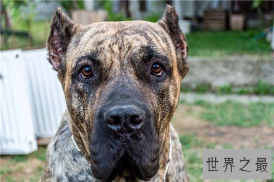 十大最凶猛的狗，杀神比特犬不怕疼痛