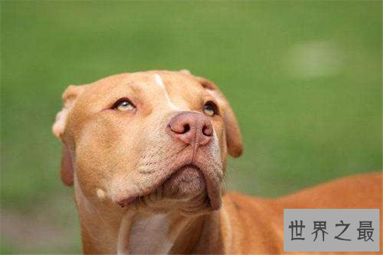 十大最凶猛的狗，杀神比特犬不怕疼痛