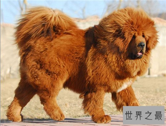 十大最凶猛的狗，杀神比特犬不怕疼痛