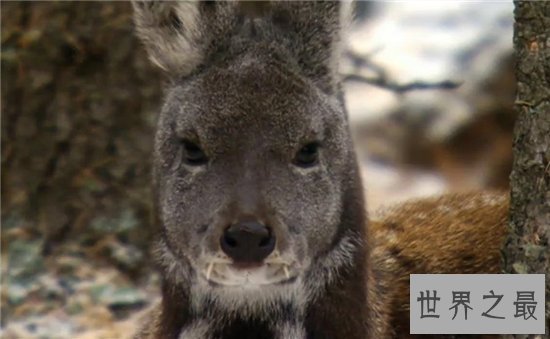 吸血鬼鹿长着尖尖獠牙，属于珍贵动物已濒临灭绝
