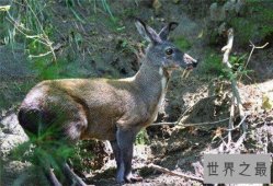 吸血鬼鹿长着尖尖獠牙，属于珍贵动物已濒临灭绝