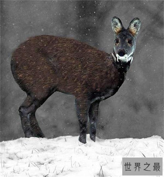 吸血鬼鹿长着尖尖獠牙，属于珍贵动物已濒临灭绝
