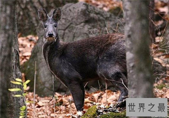 吸血鬼鹿长着尖尖獠牙，属于珍贵动物已濒临灭绝