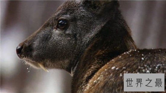 吸血鬼鹿长着尖尖獠牙，属于珍贵动物已濒临灭绝