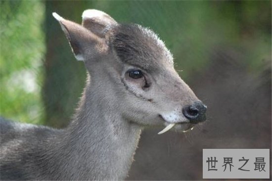 吸血鬼鹿长着尖尖獠牙，属于珍贵动物已濒临灭绝