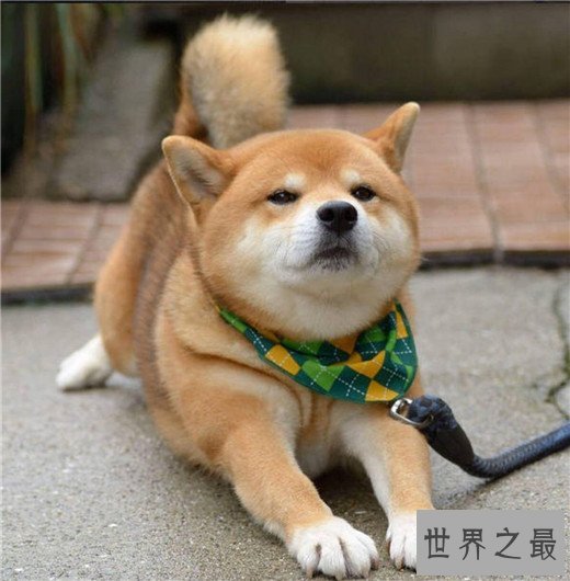 世界上10大最贵的狗品种排行榜，捷克狼犬有市无价