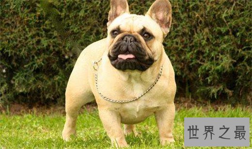 世界上10大最贵的狗品种排行榜，捷克狼犬有市无价