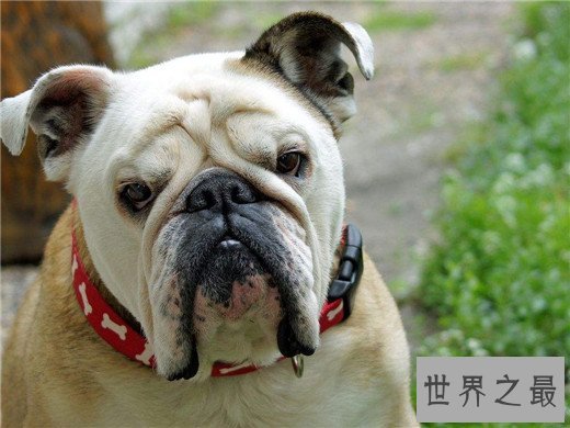 世界上10大最贵的狗品种排行榜，捷克狼犬有市无价