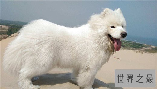 世界上10大最贵的狗品种排行榜，捷克狼犬有市无价