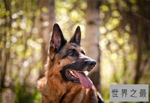 世界上10大最贵的狗品种排行榜，捷克狼犬有市无价