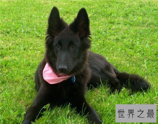 世界上10大最贵的狗品种排行榜，捷克狼犬有市无价
