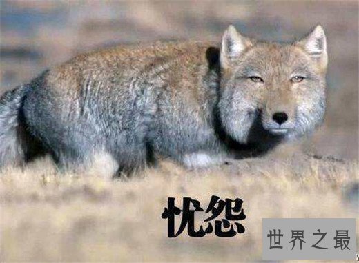 世界上最丑的狐狸，大方脸盘呆藏狐