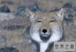 世界上最丑的狐狸，大方脸盘呆藏狐