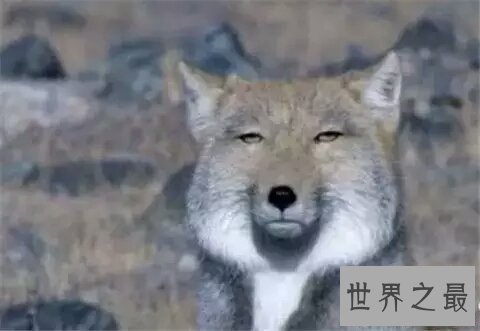 世界上最丑的狐狸，大方脸盘呆藏狐