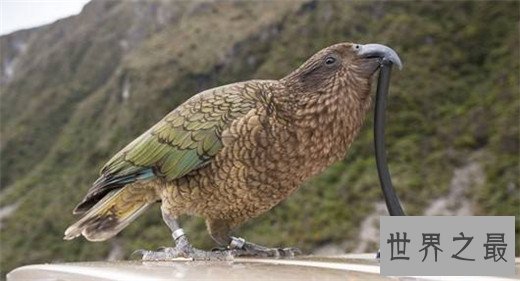 世界上最聪明的十种鸟，秃鼻乌鸦排第一（会用工具）