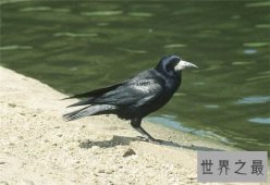 世界上最聪明的十种鸟，秃鼻乌鸦排第一（会用工具）