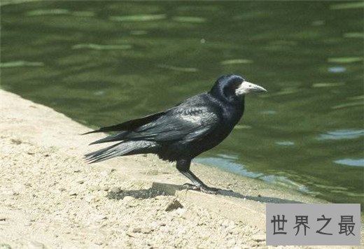 世界上最聪明的十种鸟，秃鼻乌鸦排第一（会用工具）