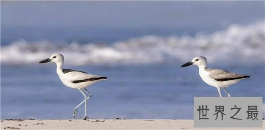 世界上最聪明的十种鸟，秃鼻乌鸦排第一（会用工具）