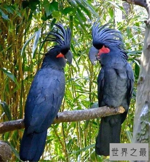 世界上最聪明的十种鸟，秃鼻乌鸦排第一（会用工具）