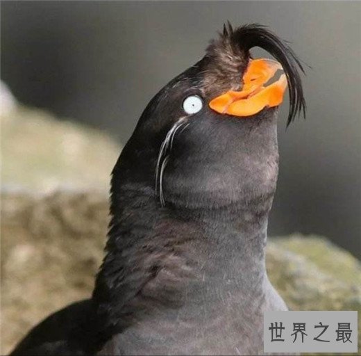 世界上最聪明的十种鸟，秃鼻乌鸦排第一（会用工具）