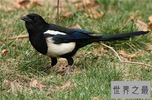 世界上最聪明的十种鸟，秃鼻乌鸦排第一（会用工具）