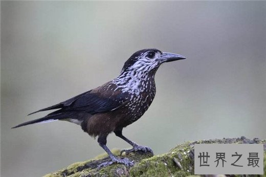 世界上最聪明的十种鸟，秃鼻乌鸦排第一（会用工具）