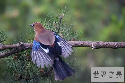 世界上最聪明的十种鸟，秃鼻乌鸦排第一（会用工具）