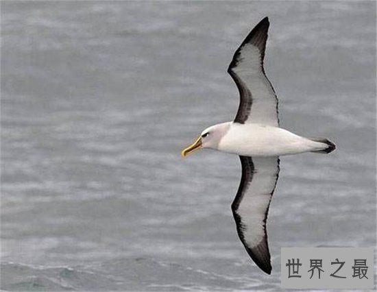 世界上飞的最快的鸟，游隼的速度竟然达到了每小时339km ！