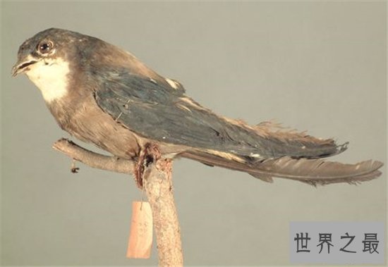 世界上飞的最快的鸟，游隼的速度竟然达到了每小时339km ！