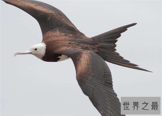 世界上飞的最快的鸟，游隼的速度竟然达到了每小时339km ！