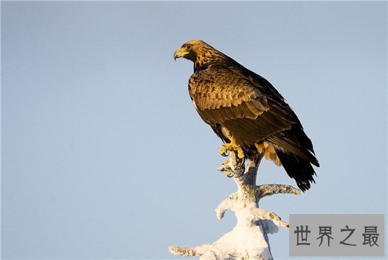世界上飞的最快的鸟，游隼的速度竟然达到了每小时339km ！