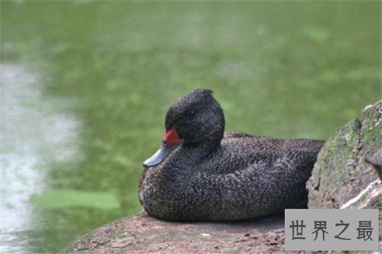 世界上飞的最快的鸟，游隼的速度竟然达到了每小时339km ！