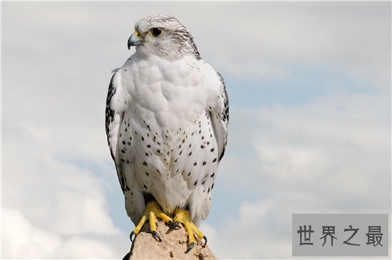世界上飞的最快的鸟，游隼的速度竟然达到了每小时339km ！