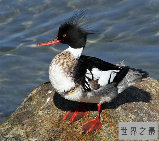 世界上飞的最快的鸟，游隼的速度竟然达到了每小时339km ！