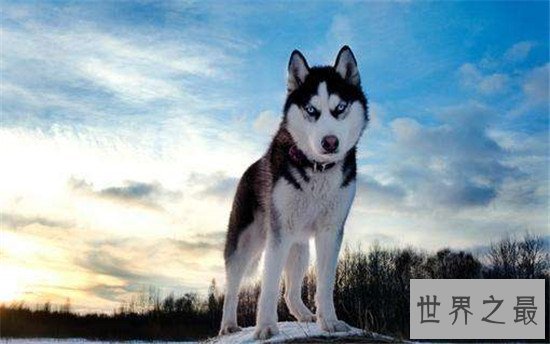 十大最凶猛犬种，珍爱生命远离比特犬！